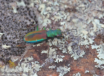 Cicindela splendida